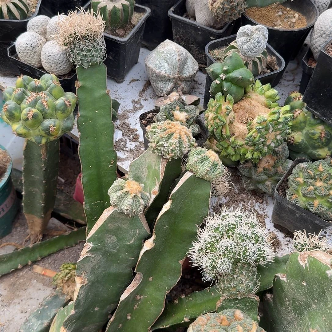 龙***我三个三角鸾凤玉恩泽苗姐