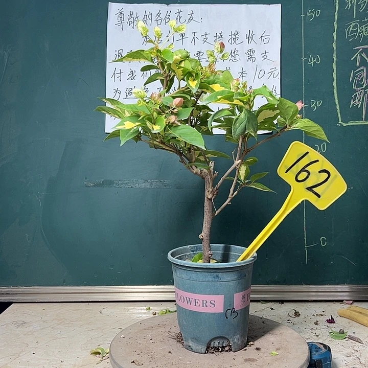 完全开放金心橙白 162