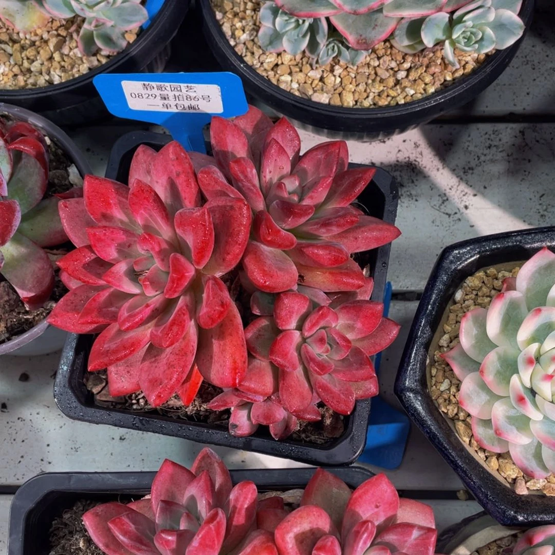 陆***聊0829-86-赫菲斯托全状态一刻