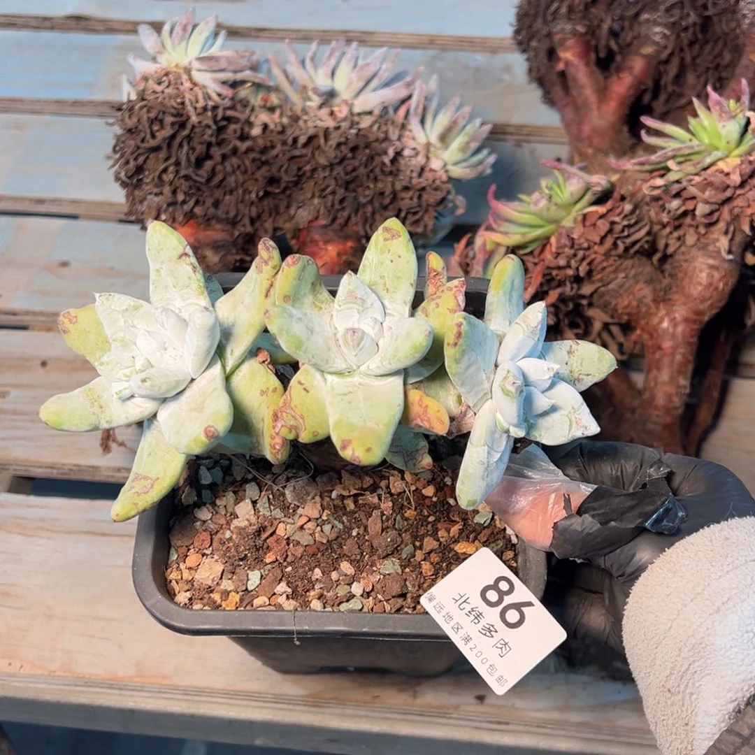 086个哈哈哈哈哈哈哈哈