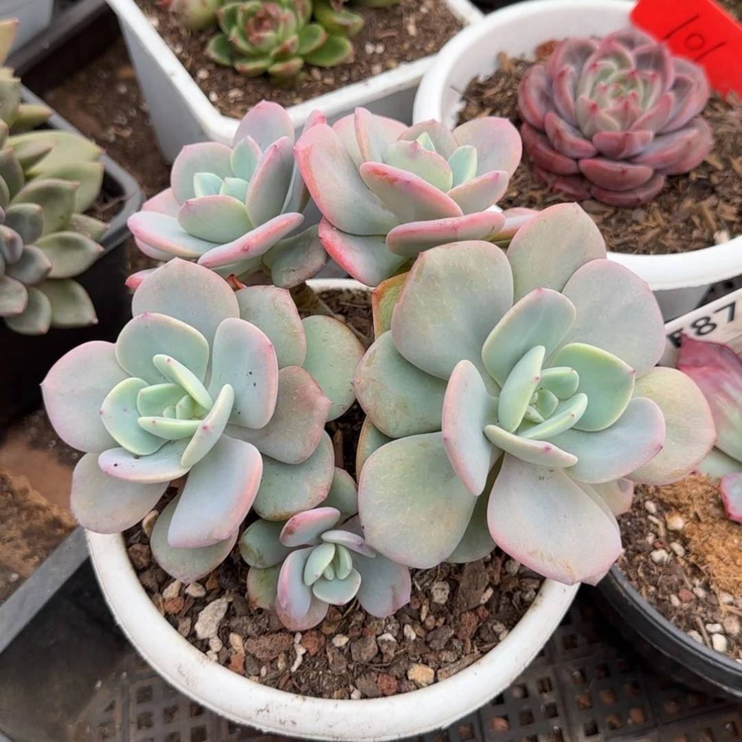 白月光一物一拍包装收缩花旱