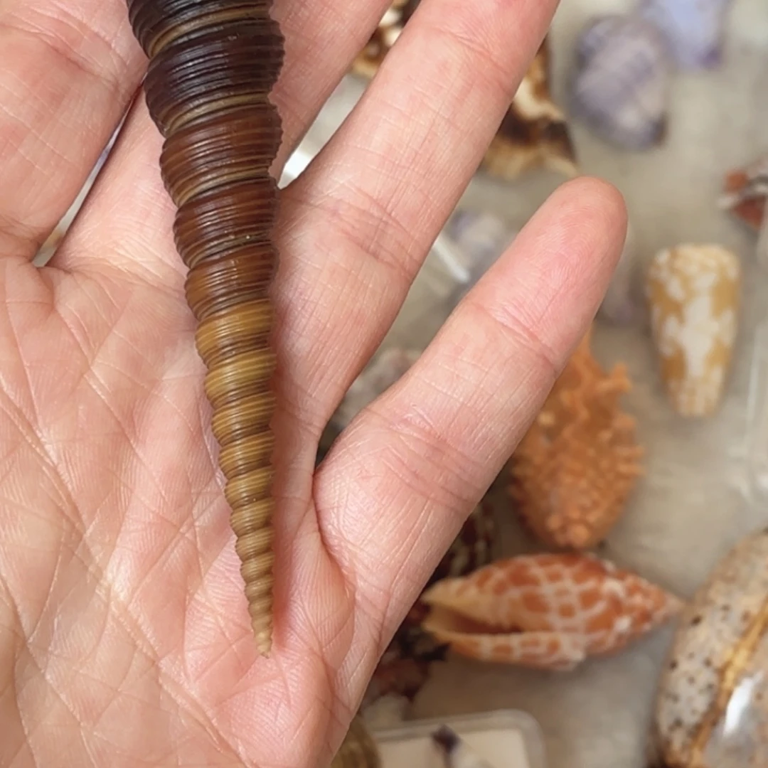 d***l天然海螺标本福利