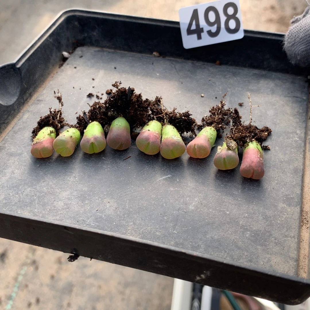 哟*猴498风铃c10九棵一组