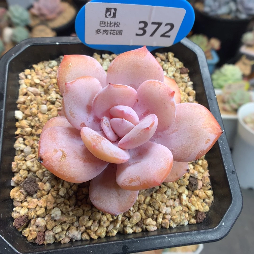 372奶茶多肉植物多肉