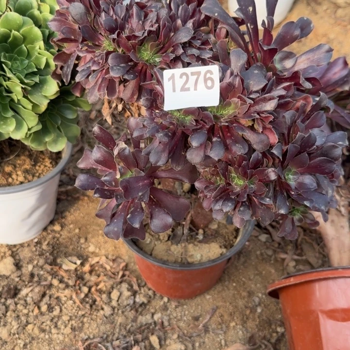 1276 清棚处理不包断枝