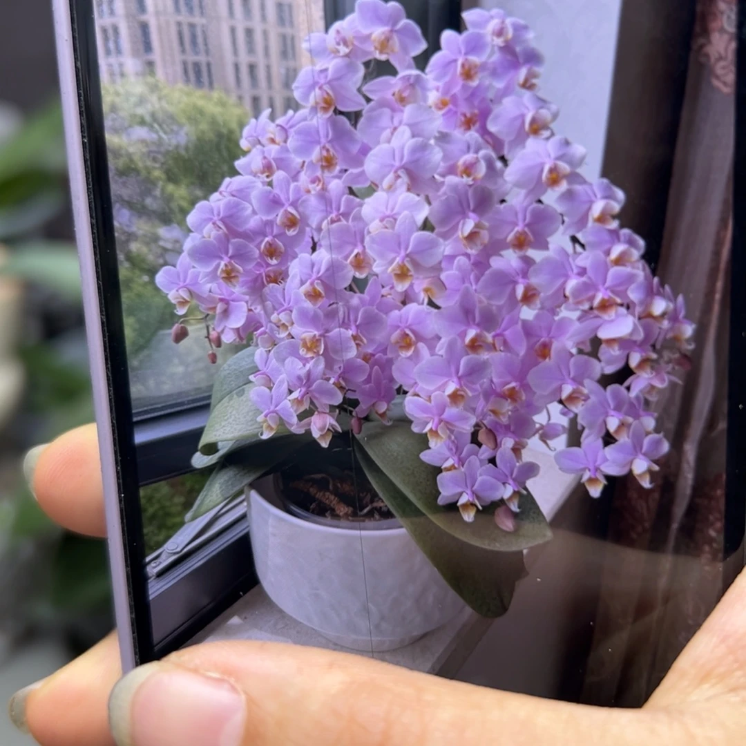 当前无花栽培后可以开花槟榔西施