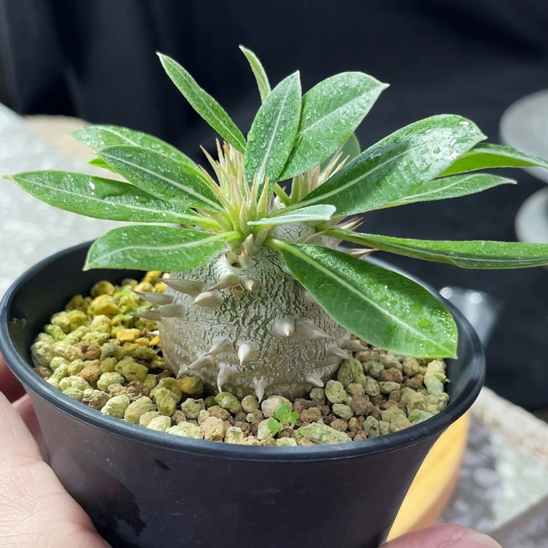 矮胖大黑666666666666