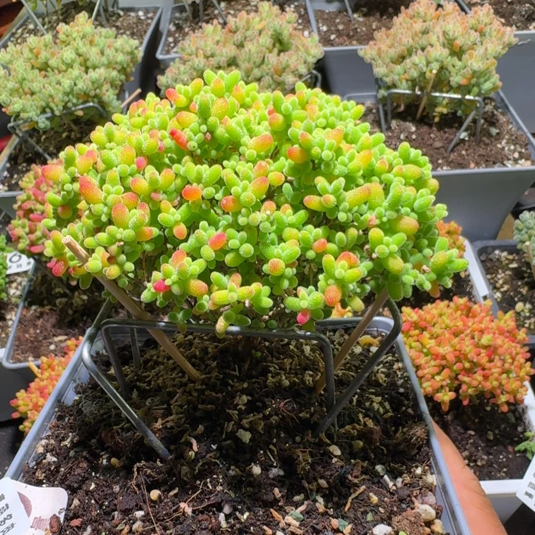 枝干番杏蜜桔糖球514