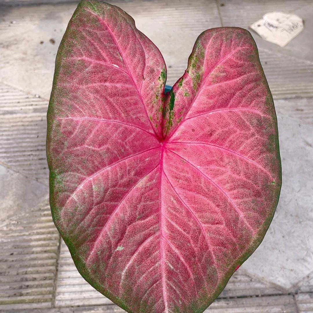 完全开放泰彩一物一拍919