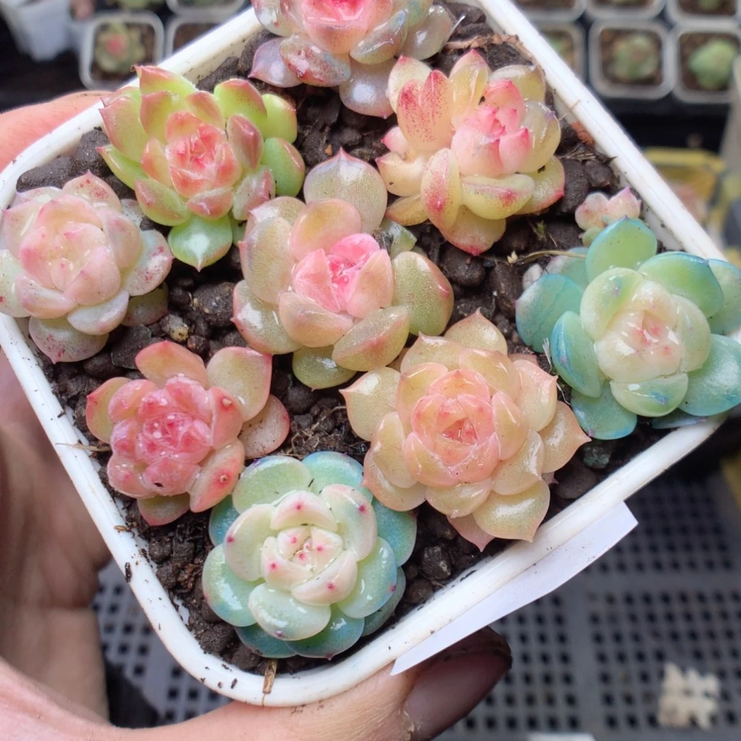 无花朵Q38yyyyyyyyy