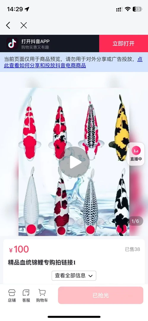 精品锦鲤小鱼一尾