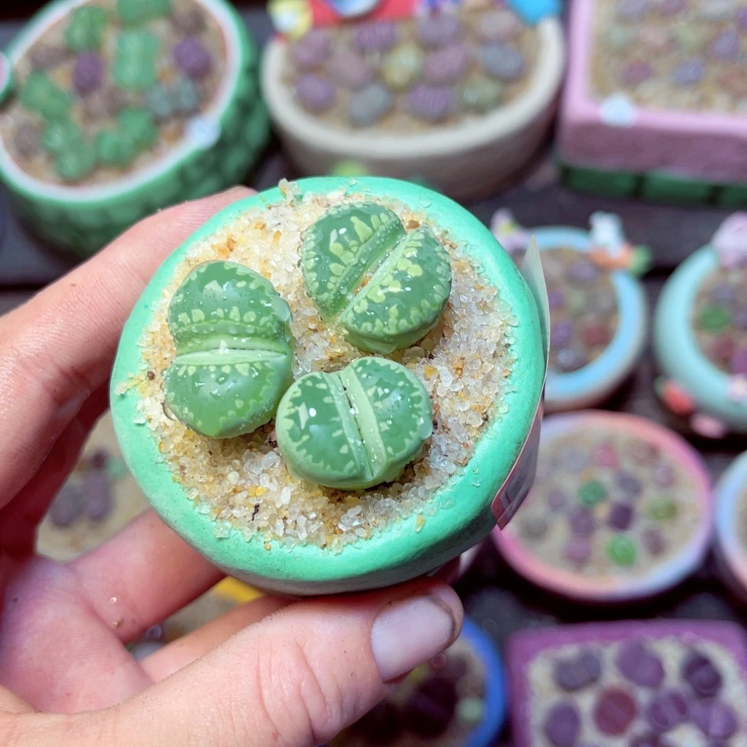 456生石花带盆发1