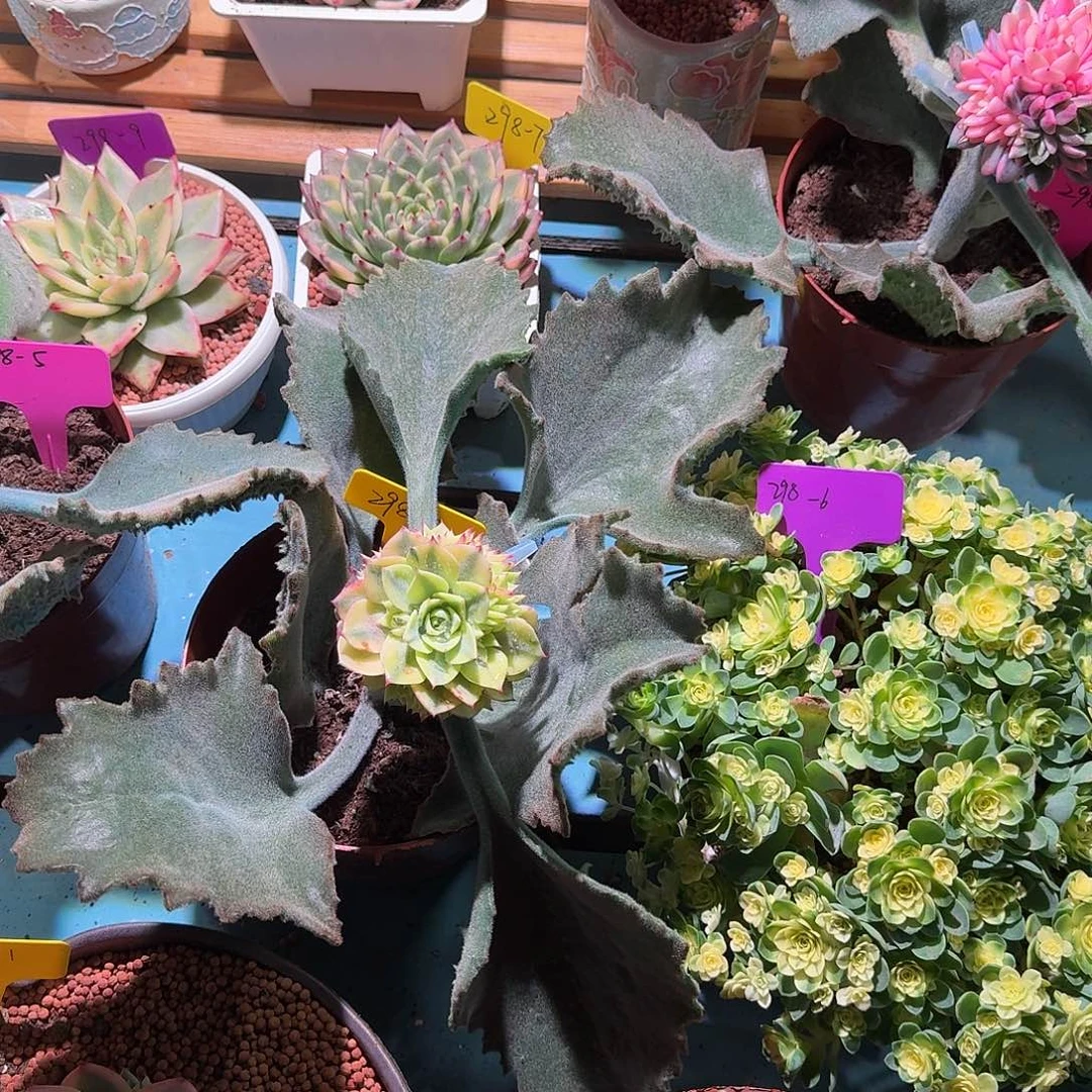 尧*大转盘一次不退不换