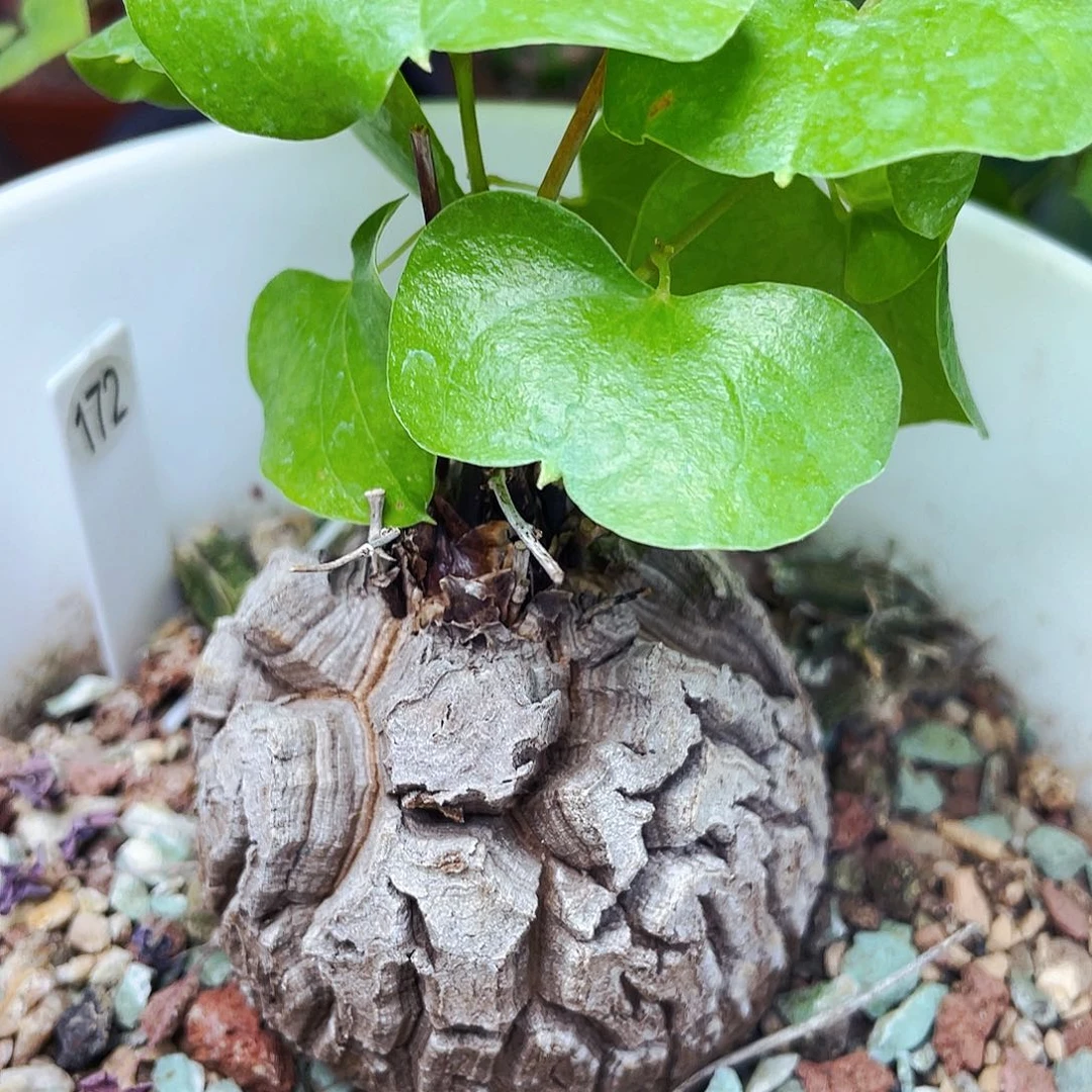 “***”非偏远地区满25包邮仙人球