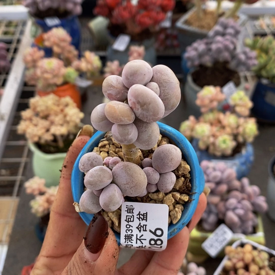 用****2橙奶286/4cm带盆有伤