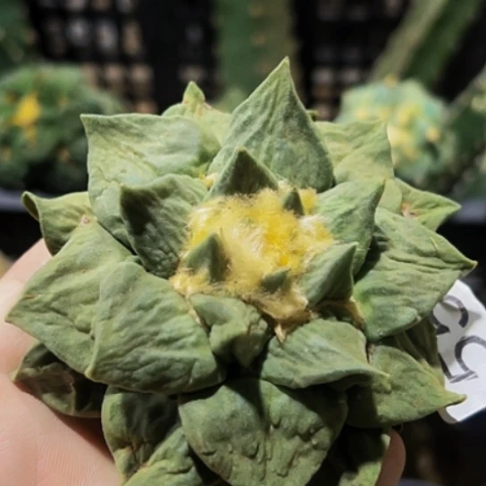 无花朵落地自根青瓷龙牙瀑布怒涛牡丹557