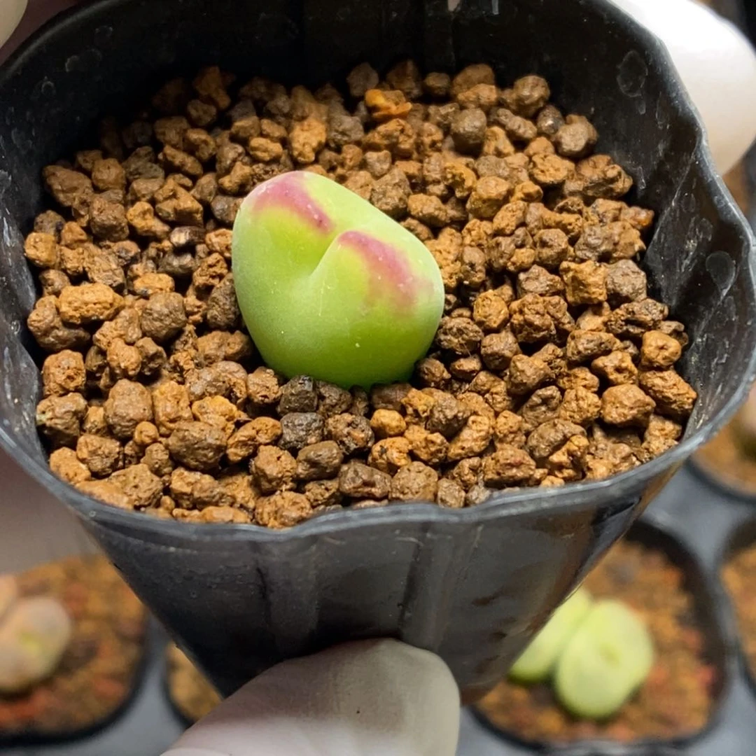 多肉植物肉锥杂交K-4873