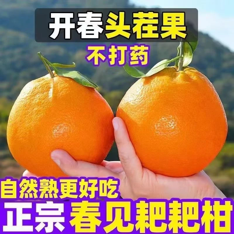 正宗四川耙耙柑春见新鲜采摘自然成熟果园直发水果新鲜耙耙柑