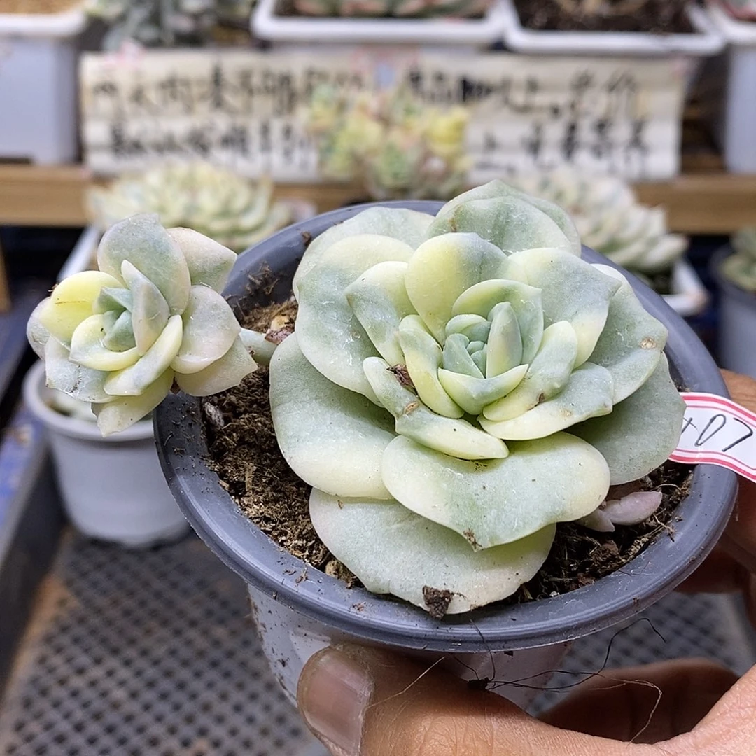 03107 可爱玫瑰覆轮锦无砍双头