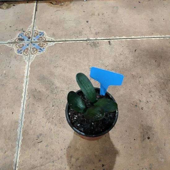 可***人完全开放君子兰完全开放