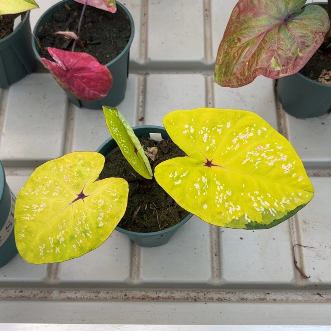 黛比泰国彩叶芋12-1225