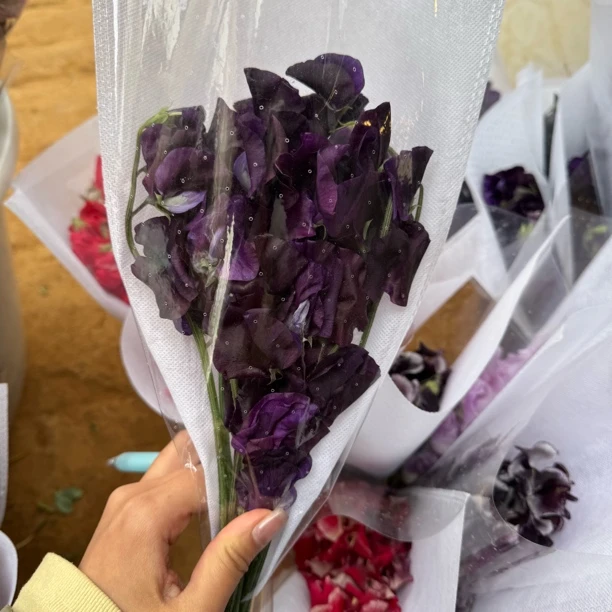 【中毒紫 香豌豆花】不包邮一个运费任意拍，运费单拍