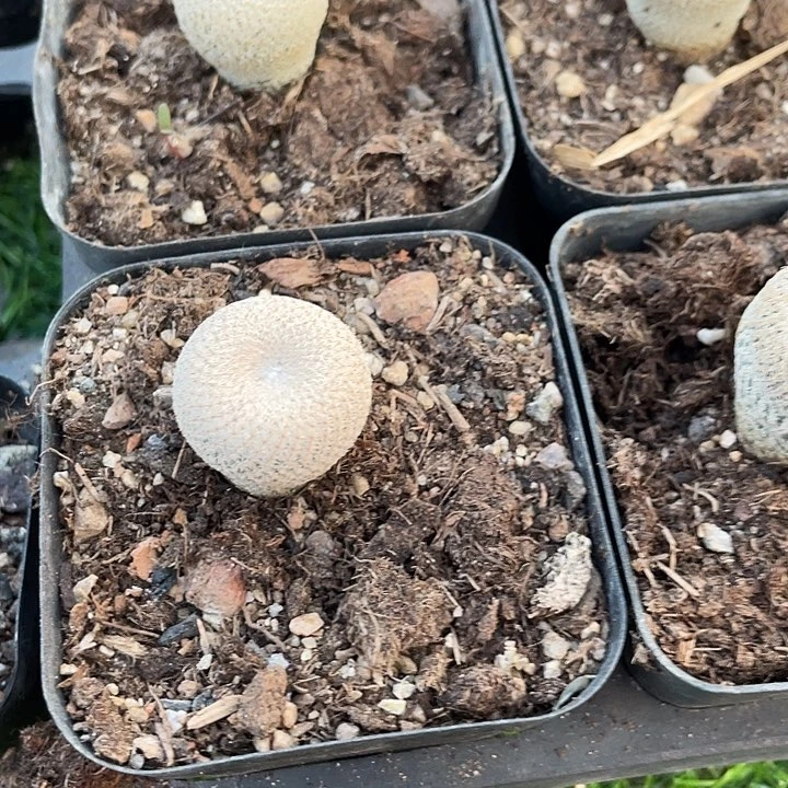 单头小人帽一颗包邮