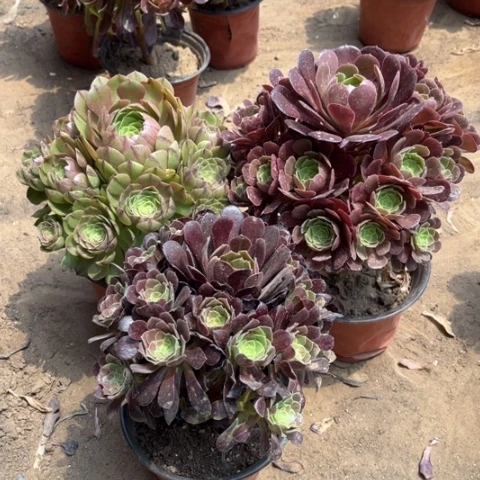 426多肉植物组合