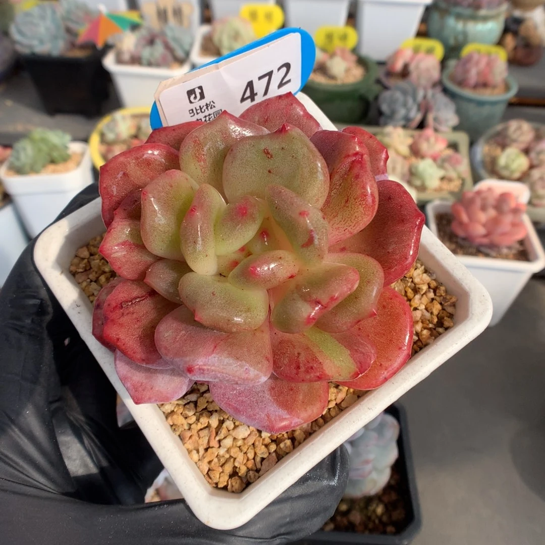 472 梦露石化多肉