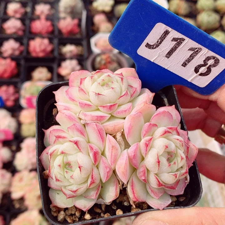 女王7cm不包整群