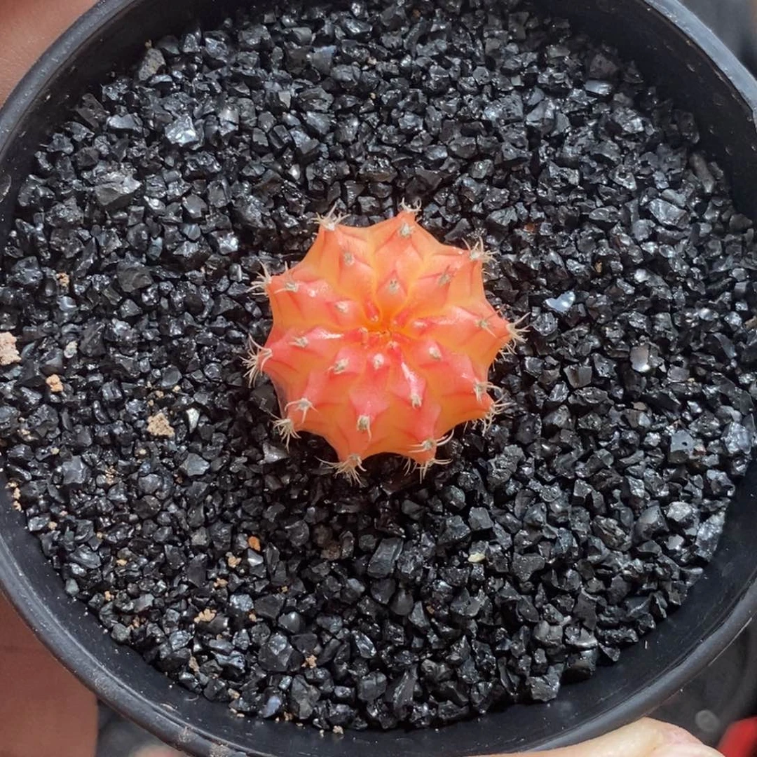 精品米哈—脱土发货4