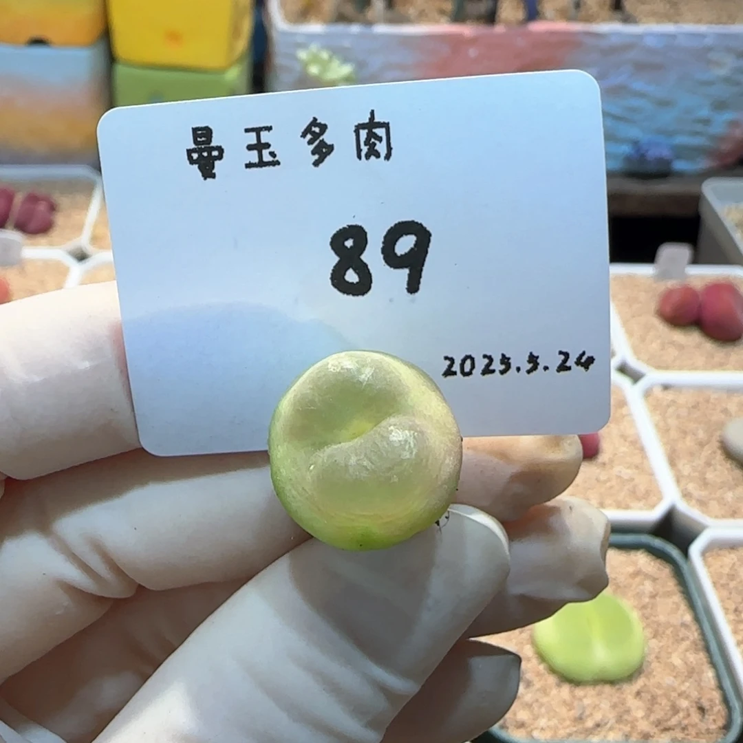 果****狸多肉多肉多肉5.24-089