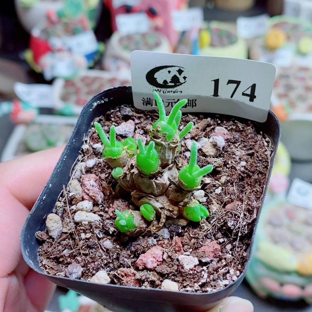 生石花花花花开174