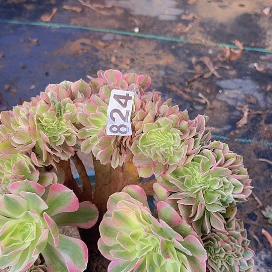 宇***妈多肉植物一个女巫追