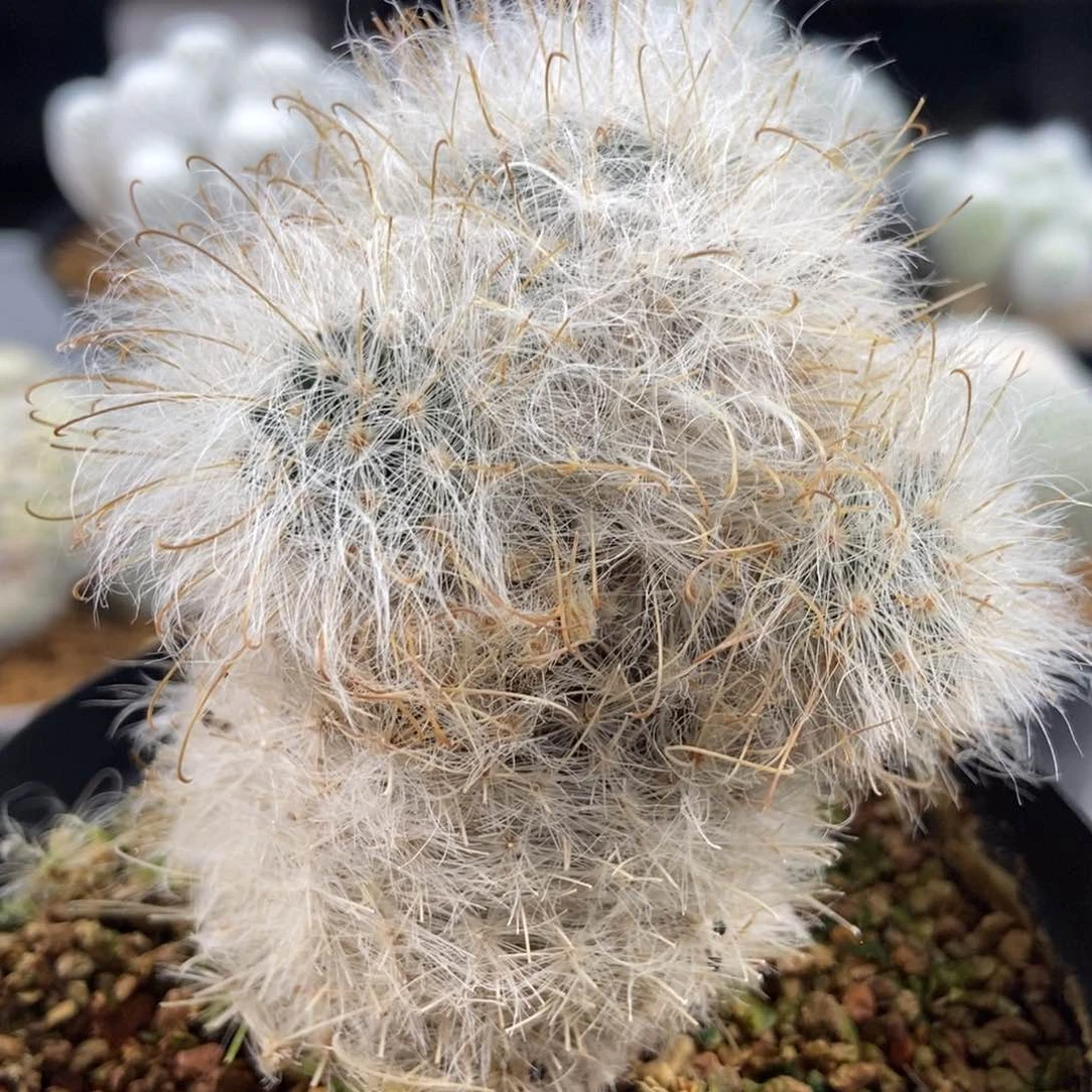 丽光殿无刺仙人球开花