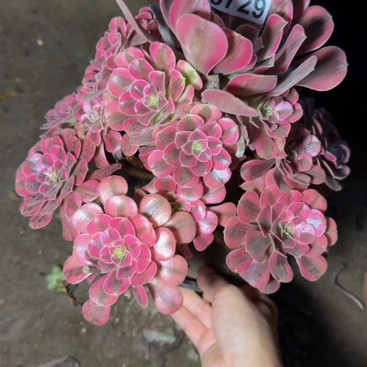 23729美杜莎多肉植物