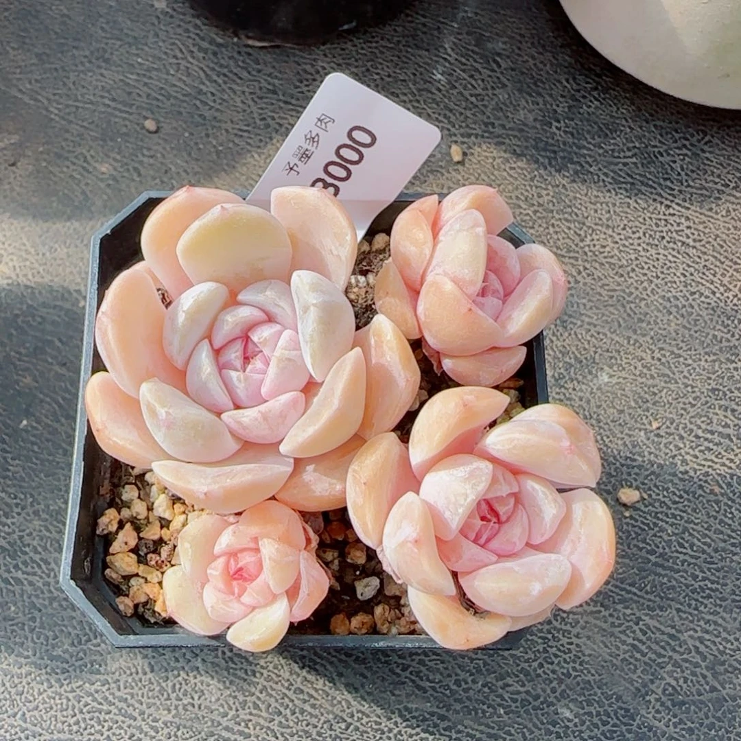 汉堡无砍，3000多肉植物