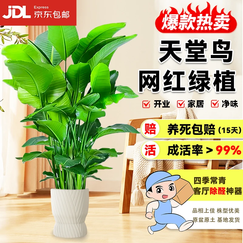 1 - 1.2米天堂鸟室内绿植盆栽好养活可净化空气京东包邮