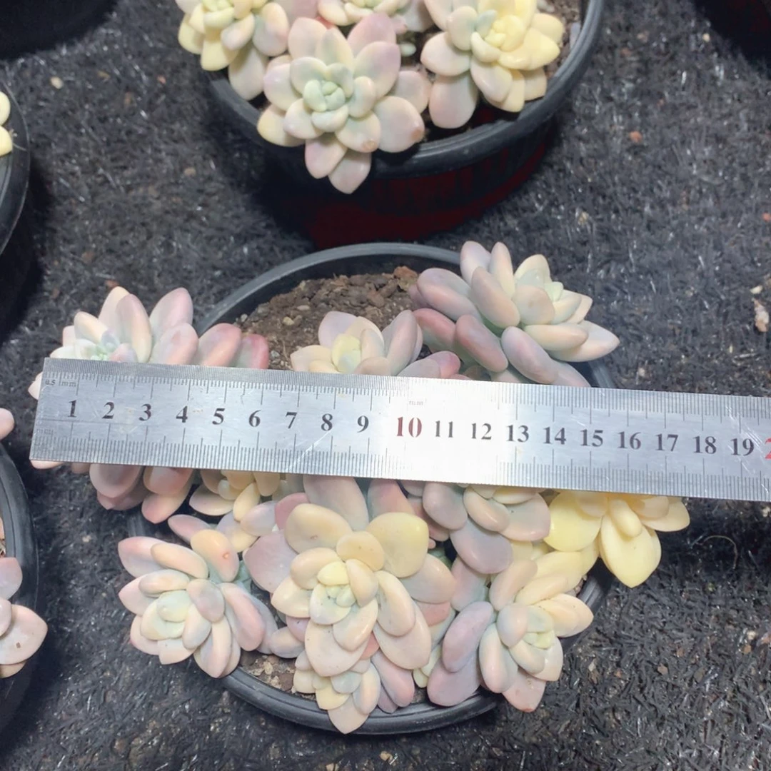 多肉植物多肉植物洛神锦有砍