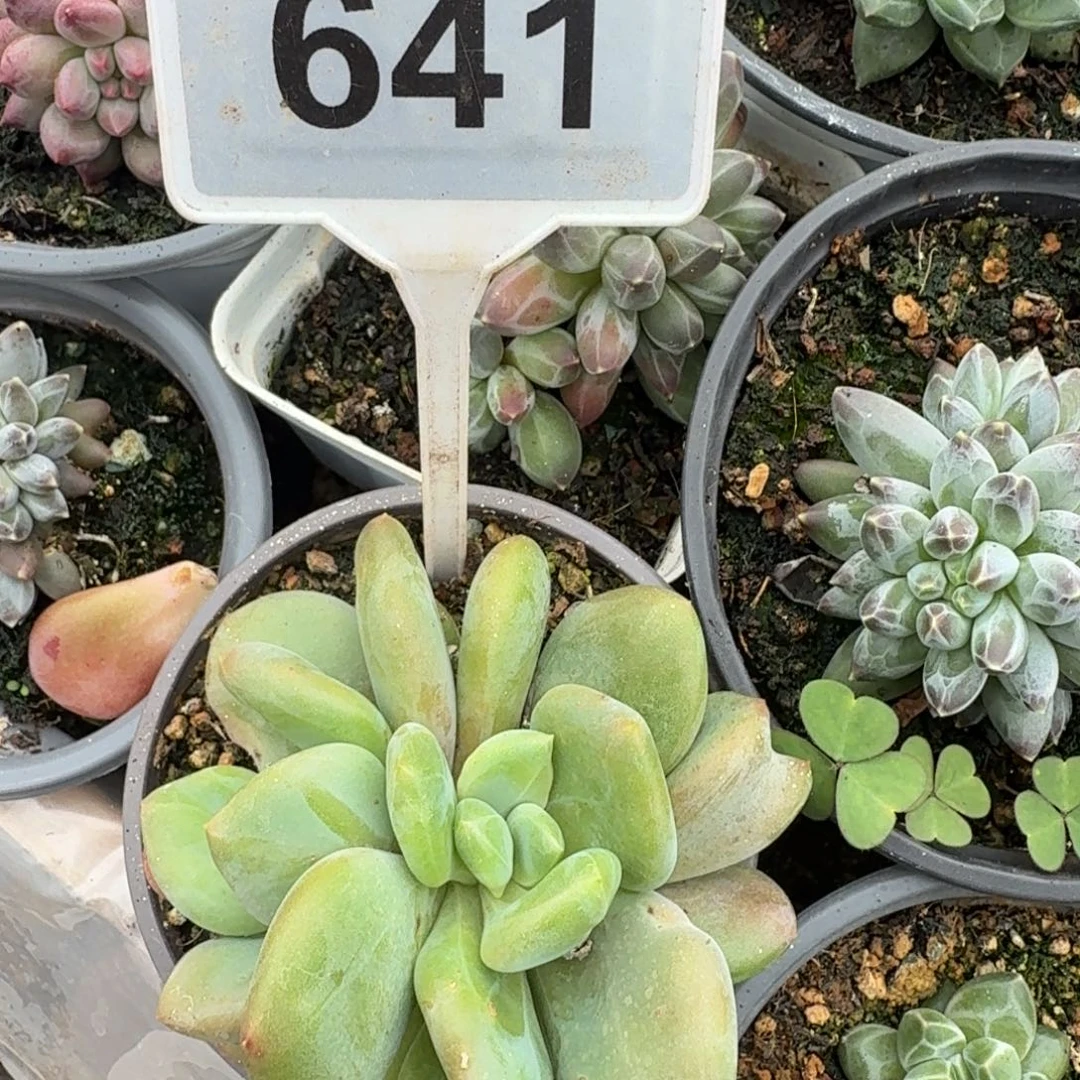 多肉植物漂亮X系641