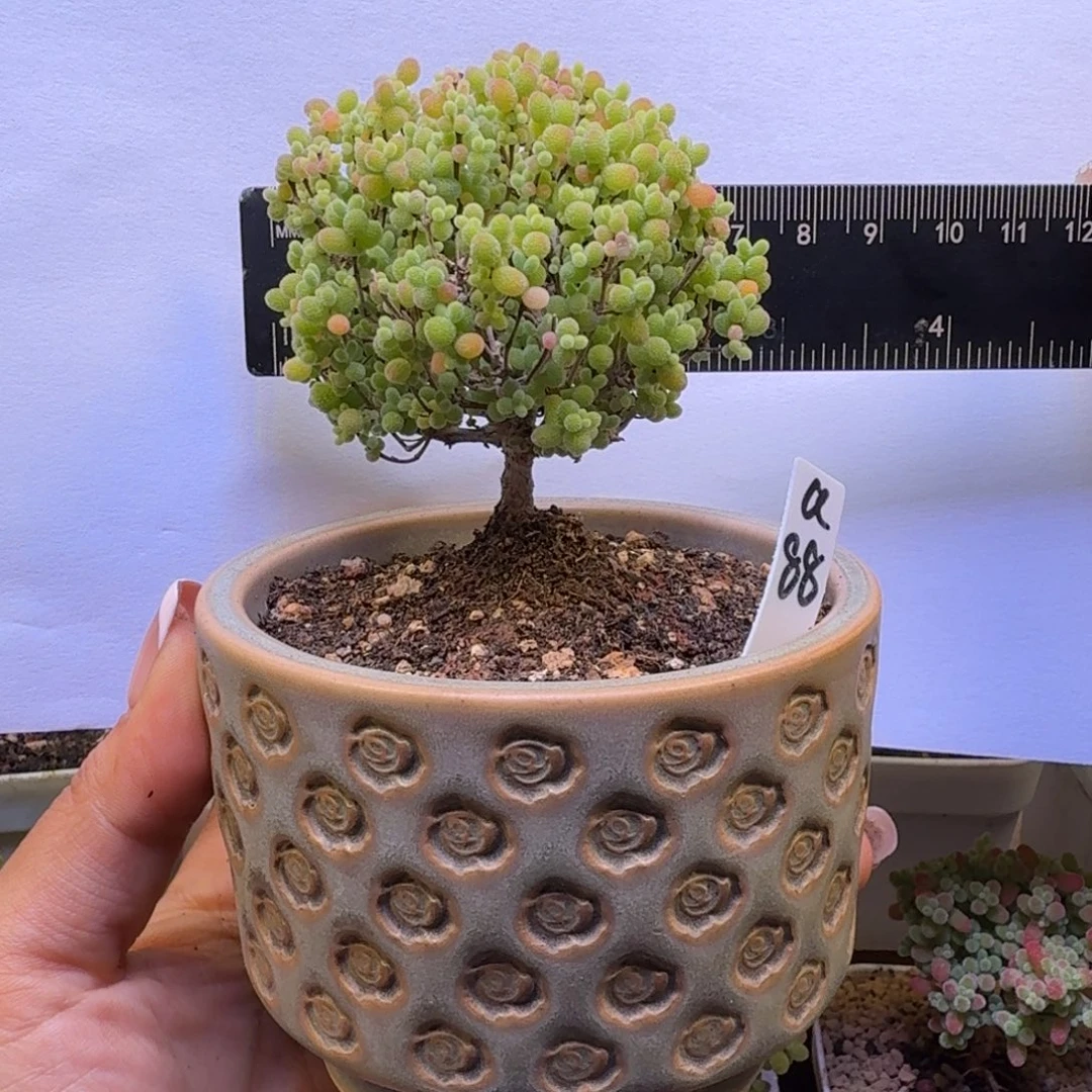 a88号蜜橘冠服7厘米左右带盆发