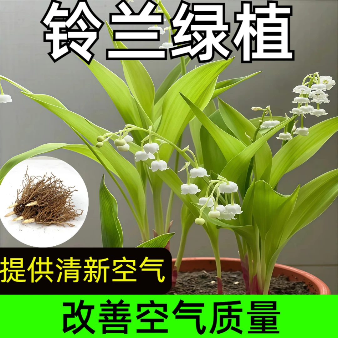 进口香水铃兰驱蚊客厅花卉铃兰花卉春季开花多年生花卉绿植铃兰苗