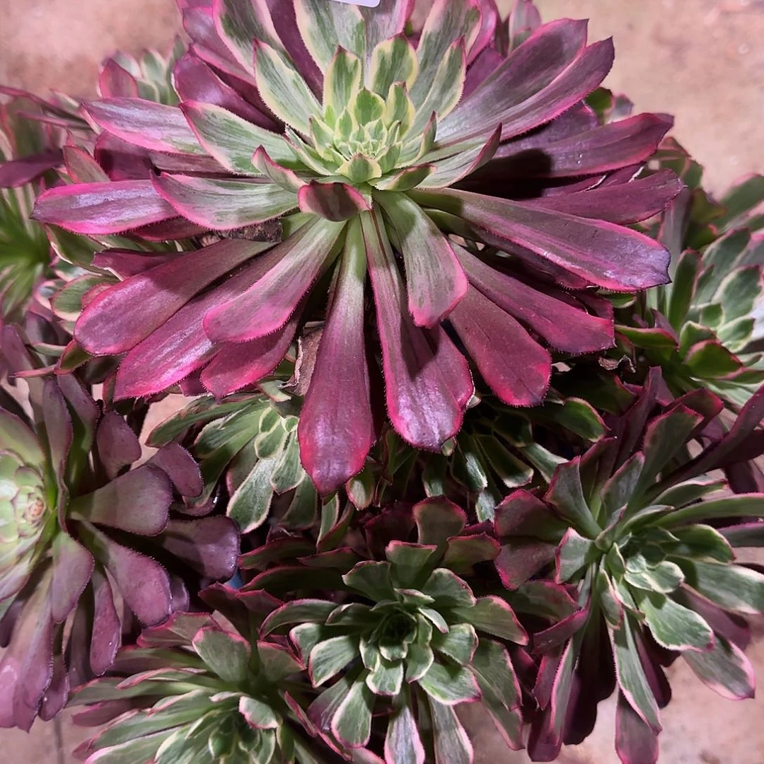 阿*多肉植物紫浪687