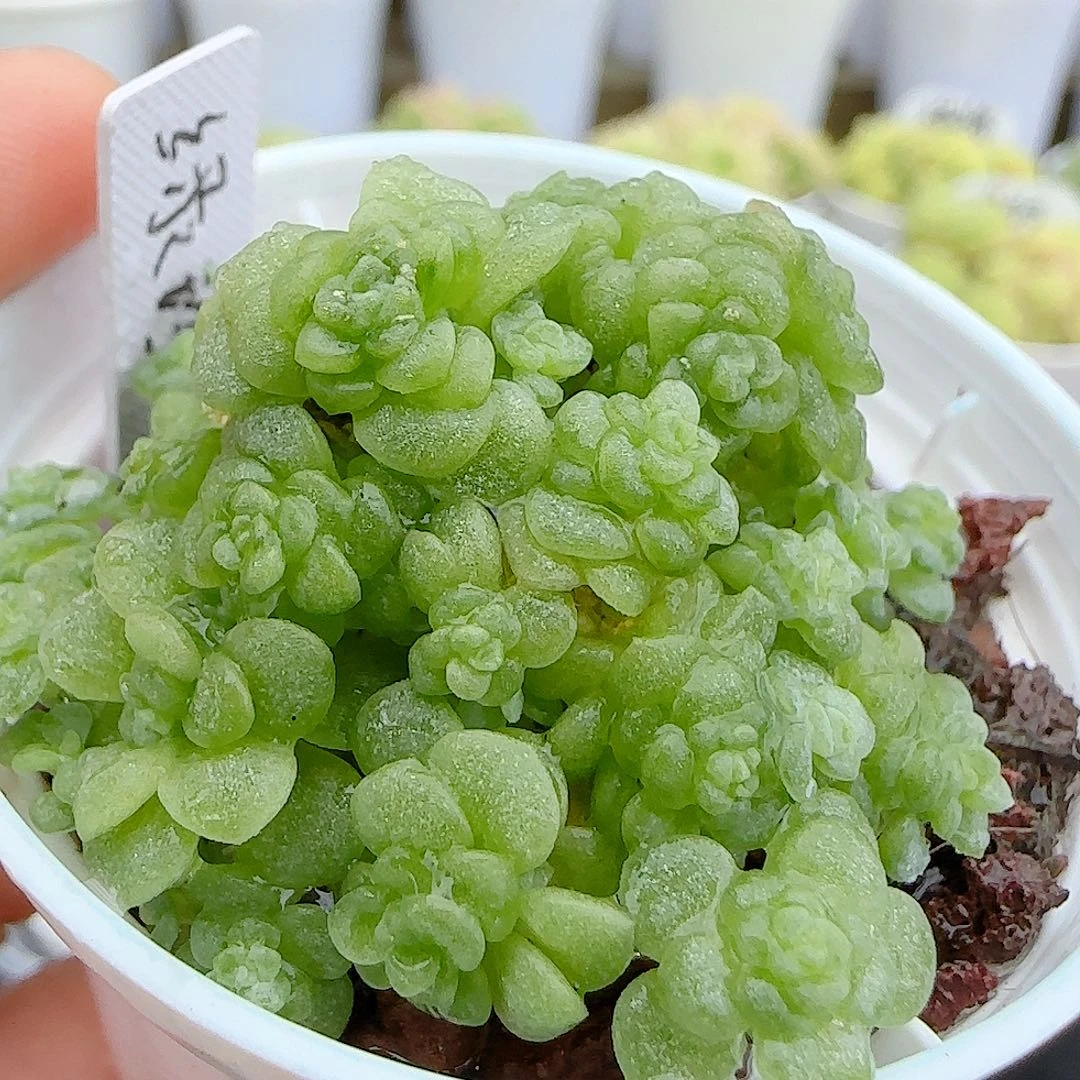 【闪购商品】0622-97绿珍珠