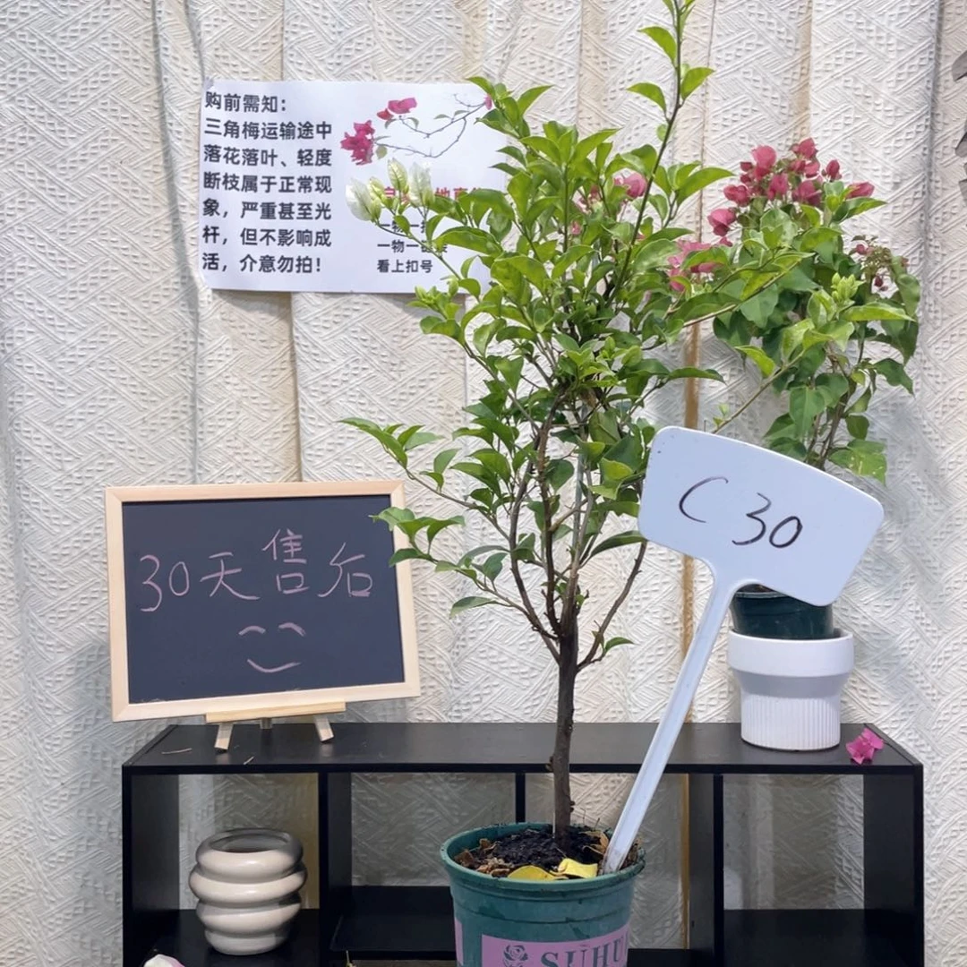 涵***雪大量花朵（建议范围：8朵-15朵 或40%以上）白雪公主C30