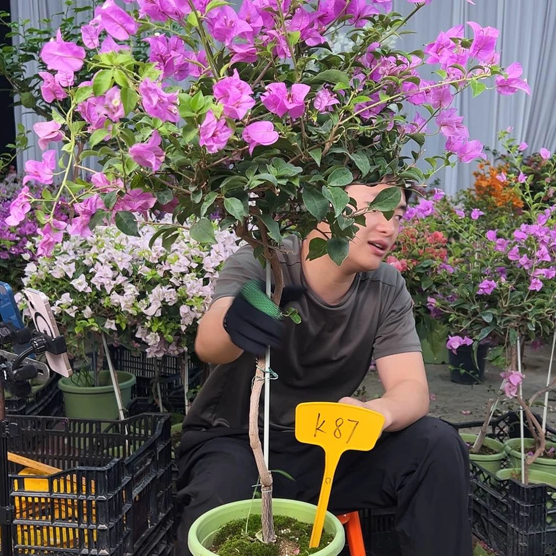 星***海完全开放K87雪紫雪紫