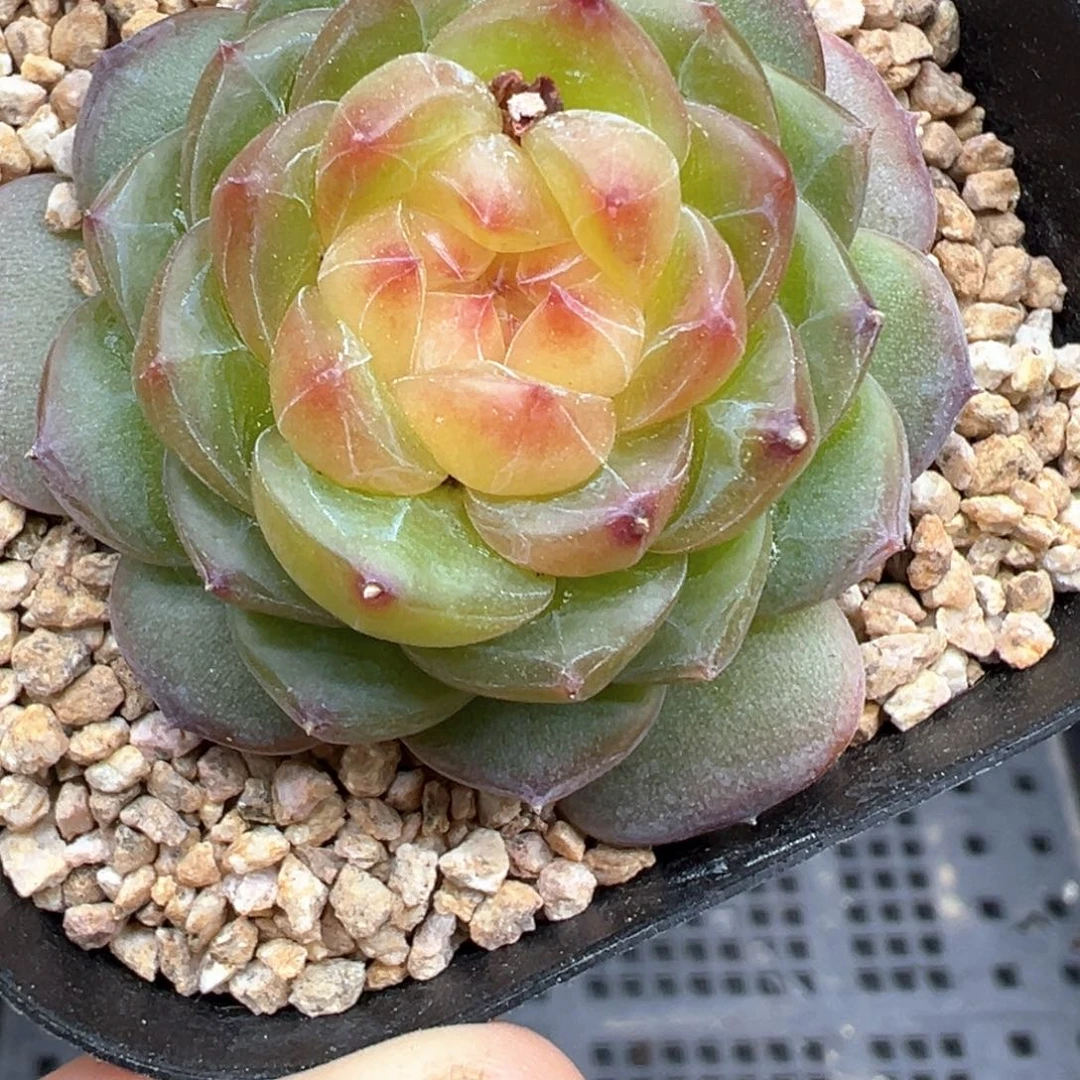 107号妃子笑晗雨多肉