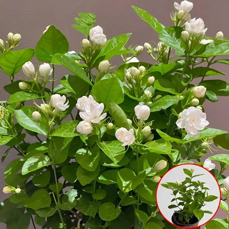茉莉花盆栽开花浓香气四季常青好养室内阳台庭院观花卉家居绿植物