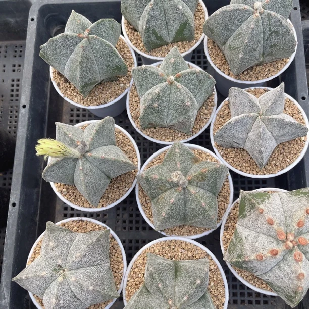 银沙鸾凤玉白万象盆 随机一盆