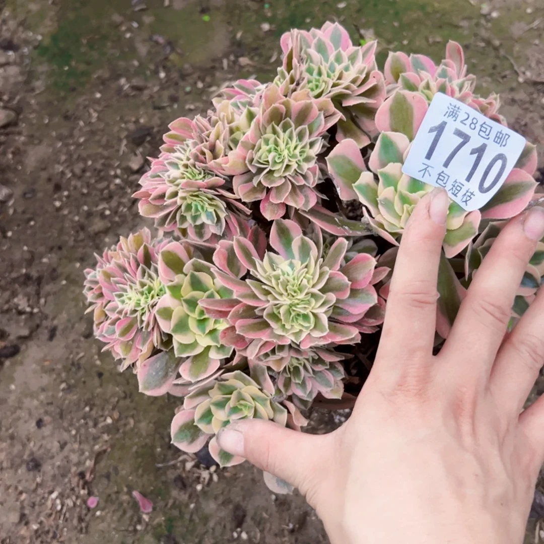1710粉女巫缀多肉植物